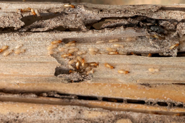 Best Insect Control  in Opelika, AL